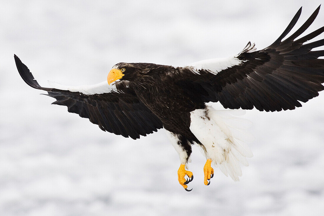 Steller's Sea Eagle in Flight,Shiretoko Peninsula,Hokkaido,Japan