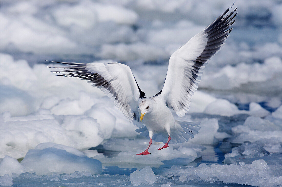 Slaty-Backed Gull on Ice Floe,Nemuro Channel,Hokkaido,Japan