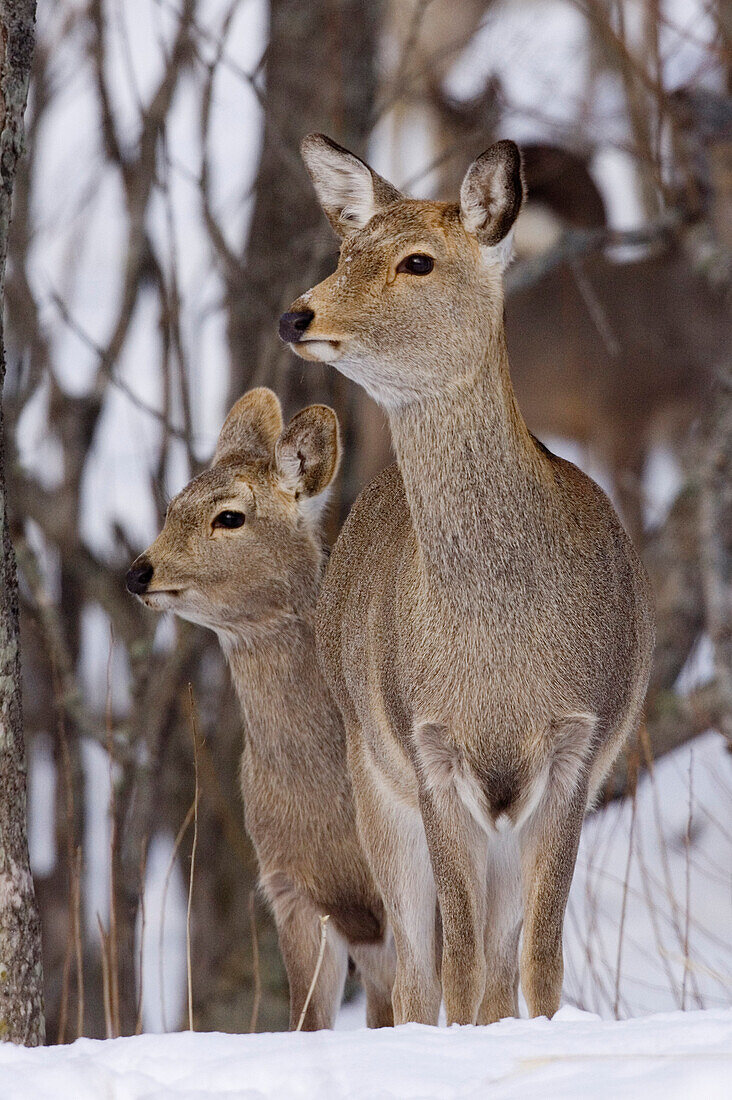 Sika Deer Doe and Young,Hokkaido,Japan