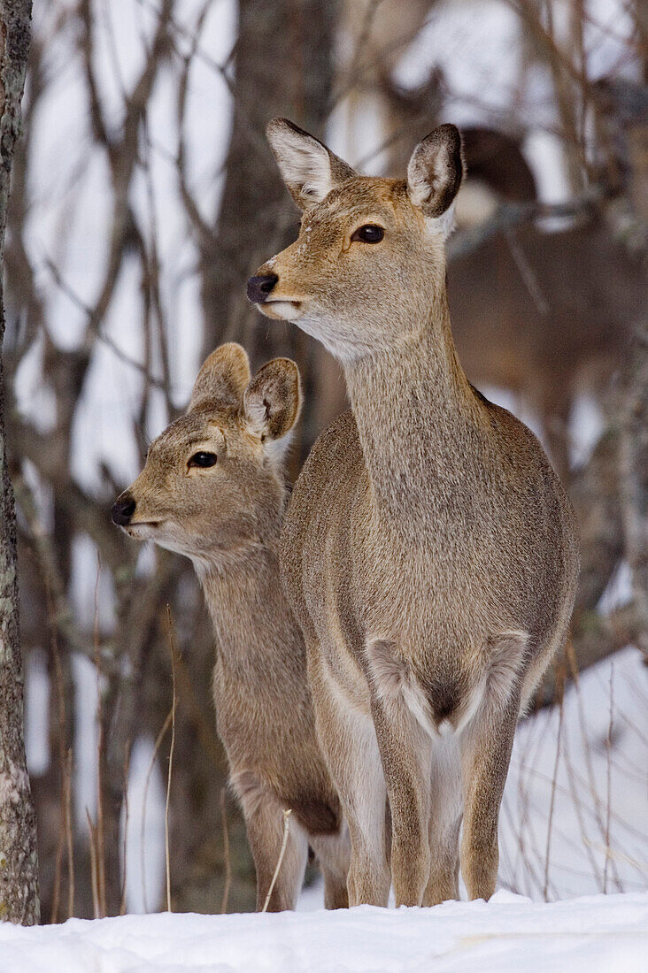 Sika-Hirschkuh und Jungtier,Hokkaido,Japan