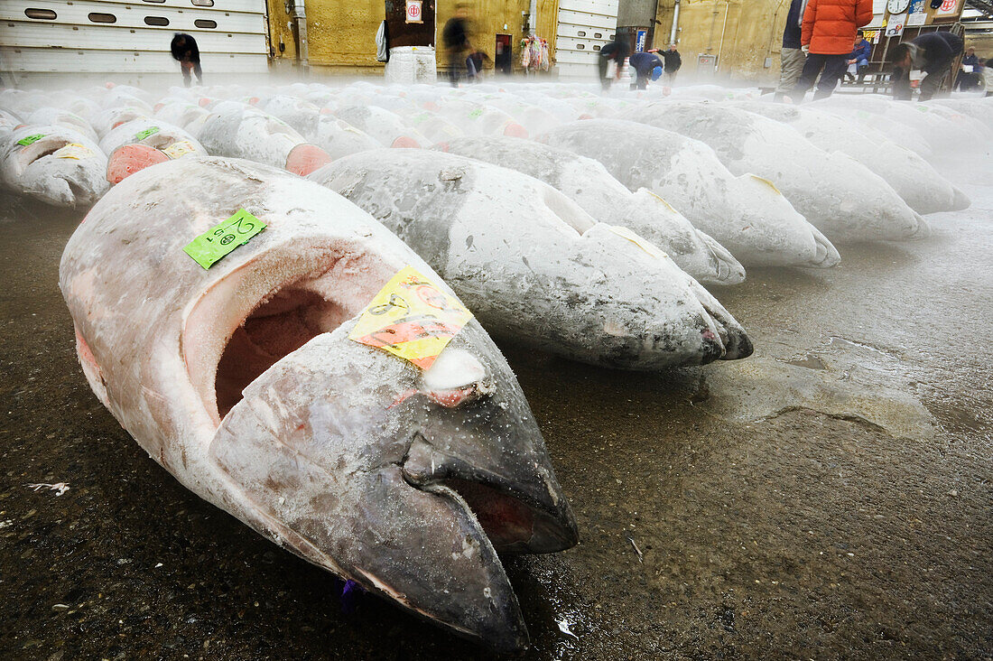 Thunfisch auf dem Fischmarkt,Tokio,Japan