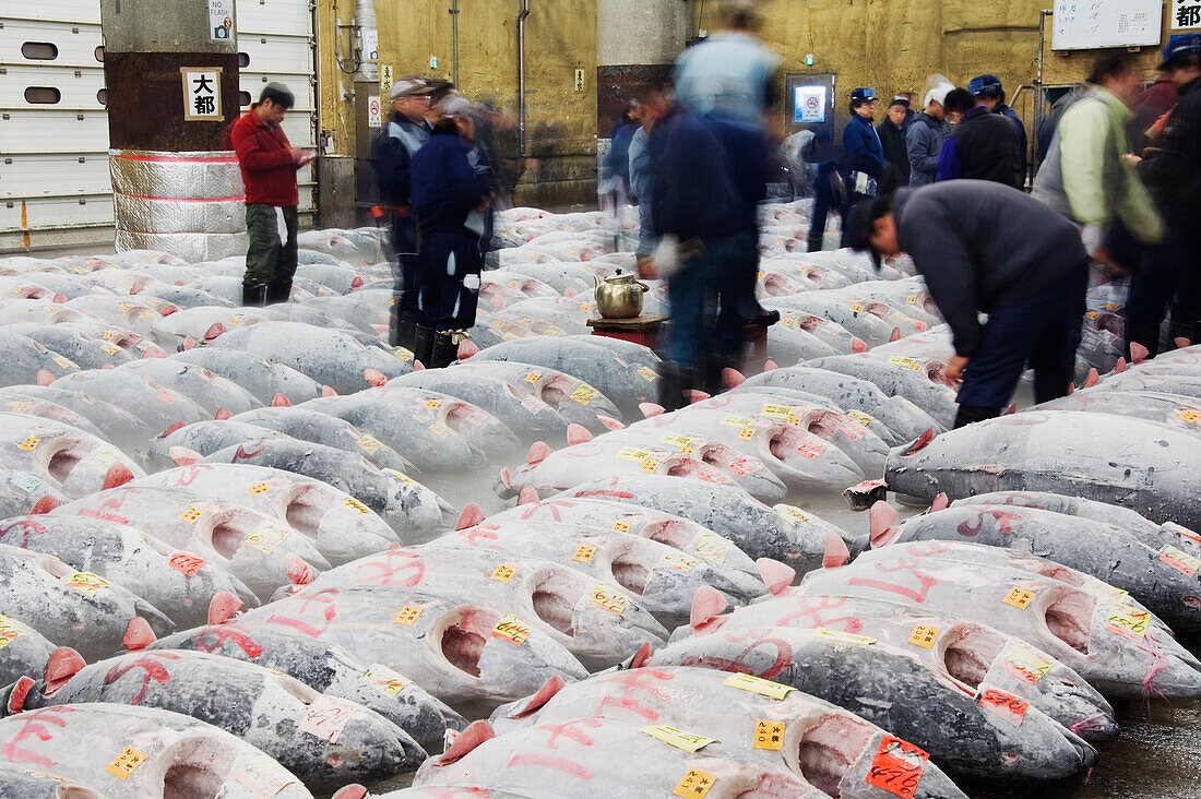 Tuna Fish at Fish Market,Tokyo,Japan