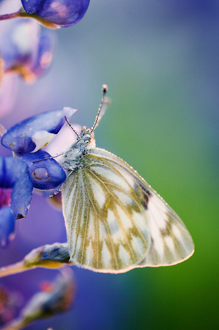 Skipper auf Bluebonnet, Texas Hill Country, Texas, USA