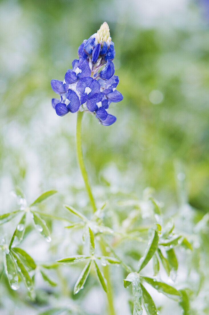 Frozen Bluebonnet in Snow,Texas Hill Country,Texas,USA