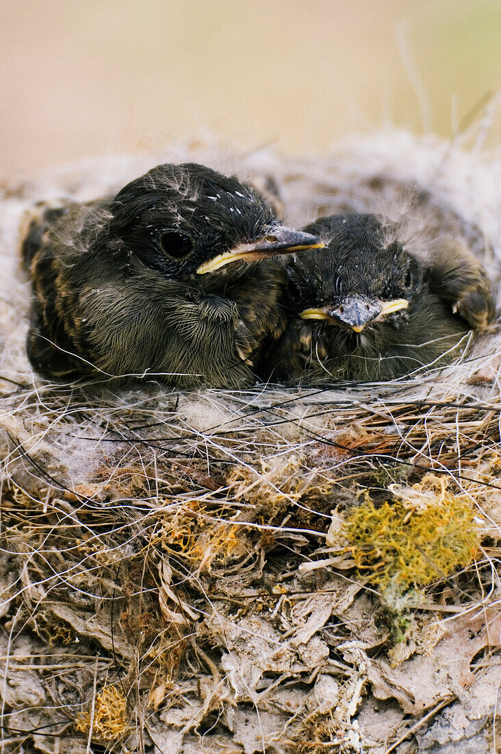 Eastern Phoebe Chicks in Nest