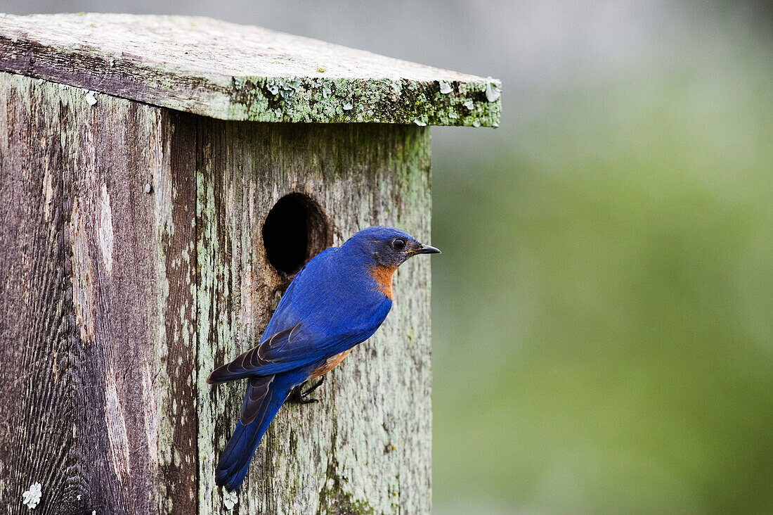 Eastern Bluebird at Nesting Box