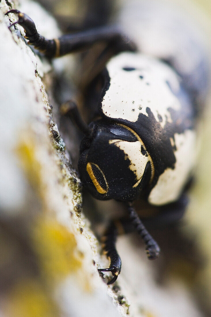 Close-up of Beetle