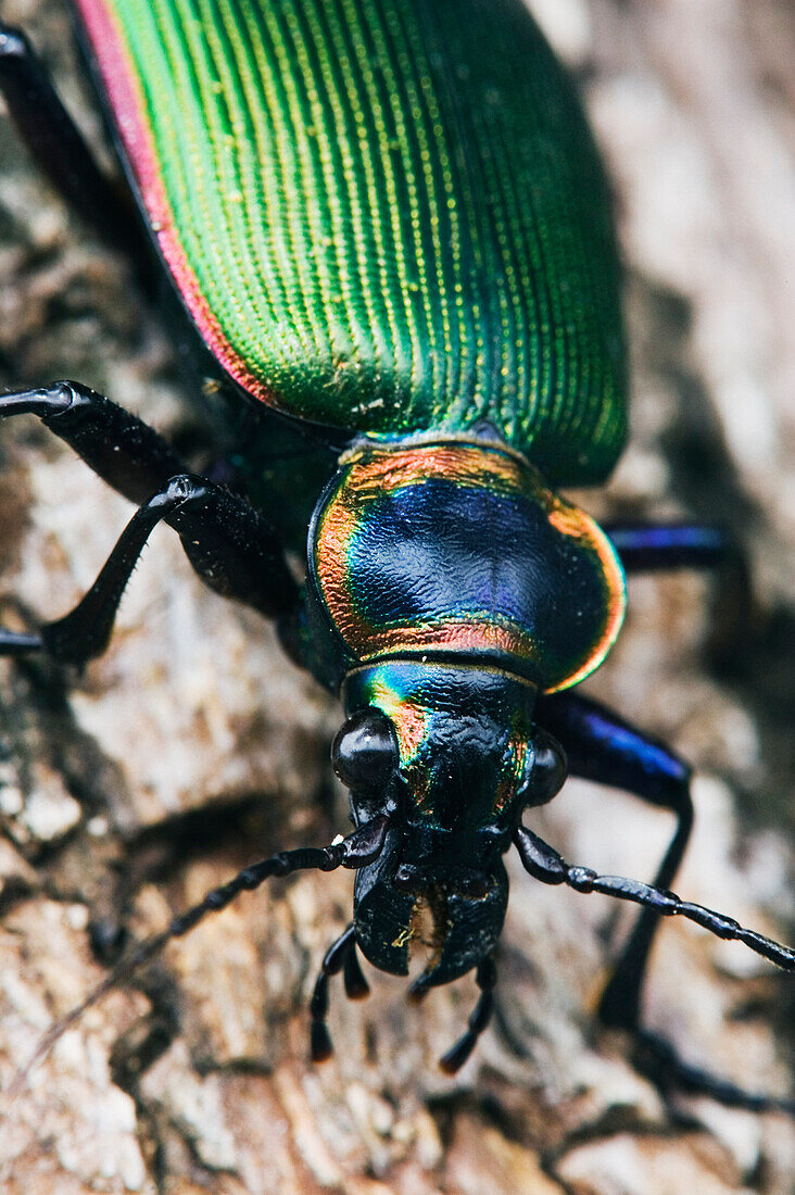 Nahaufnahme Käfer