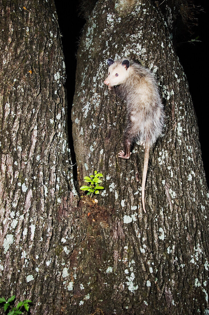 Opossum klettert auf Baum