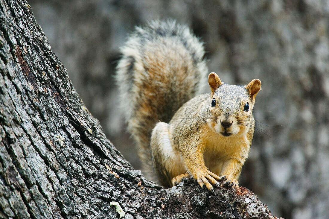 Eichhörnchen in Eiche