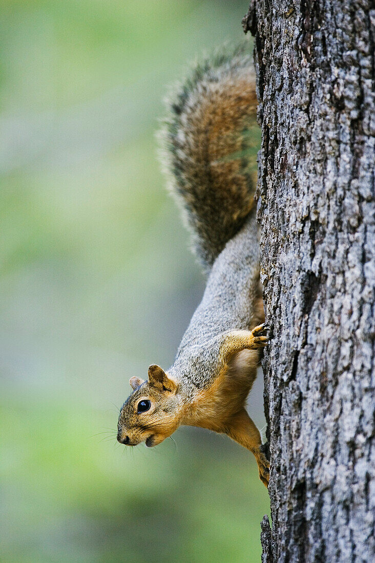 Squirrel on Oak Tree