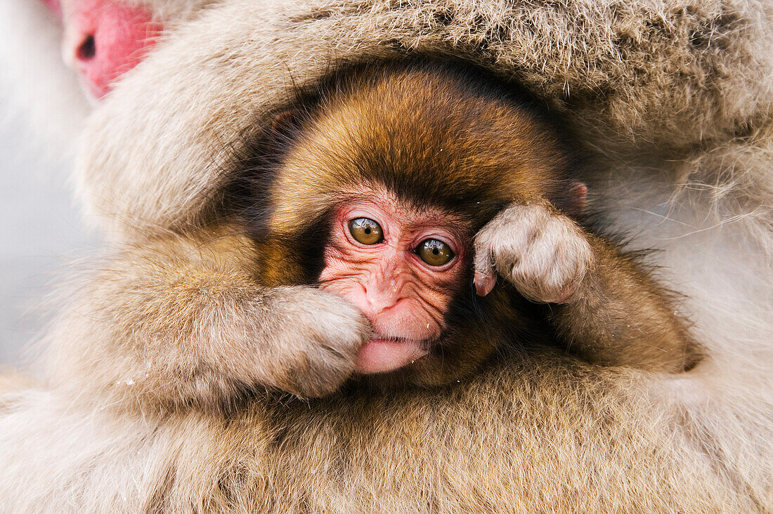 Portrait of Baby Japanese Macaque