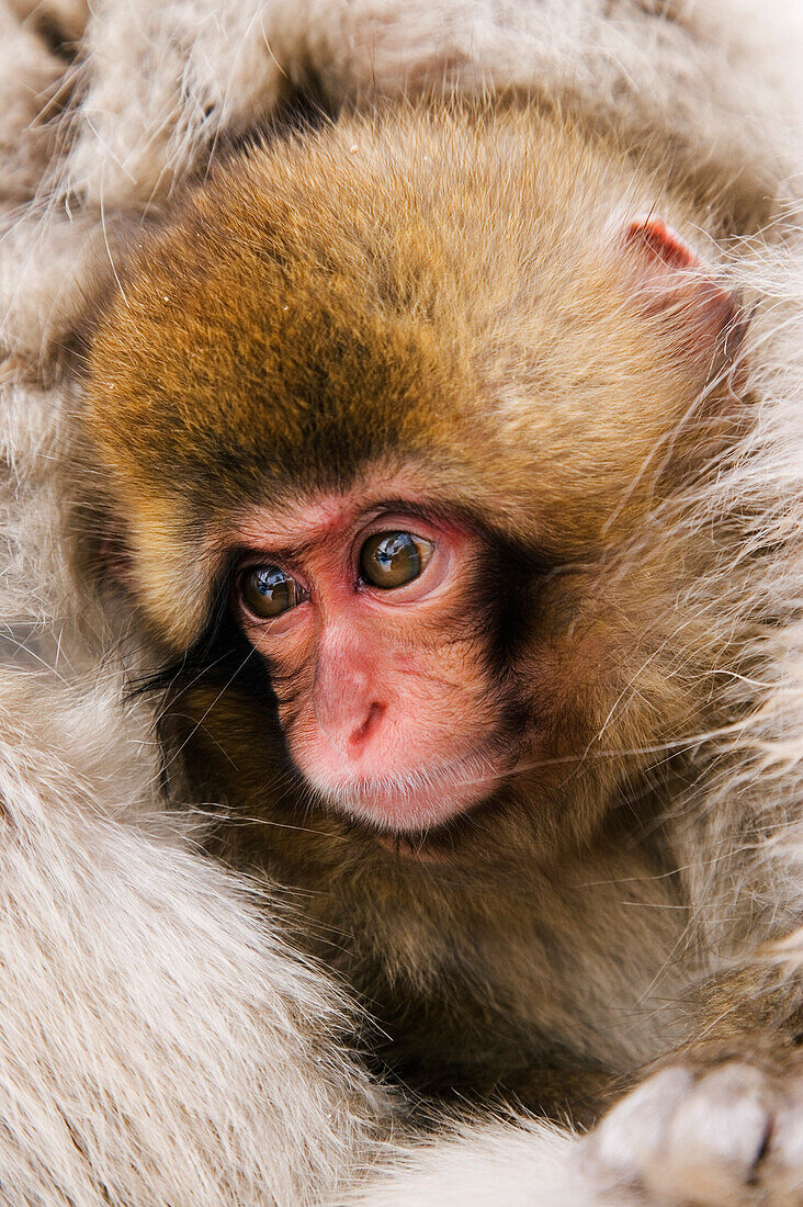 Portrait of Baby Japanese Macaque