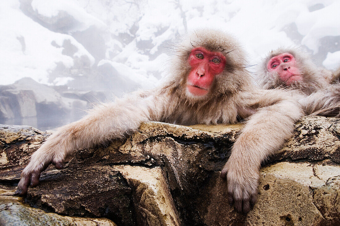 Portrait of Japanese Macaque