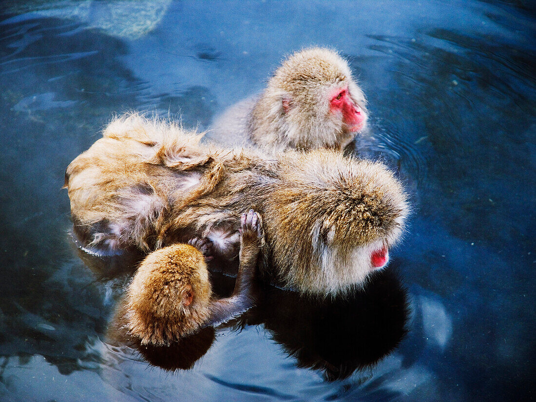 Japanese Macaques in Hot Springs