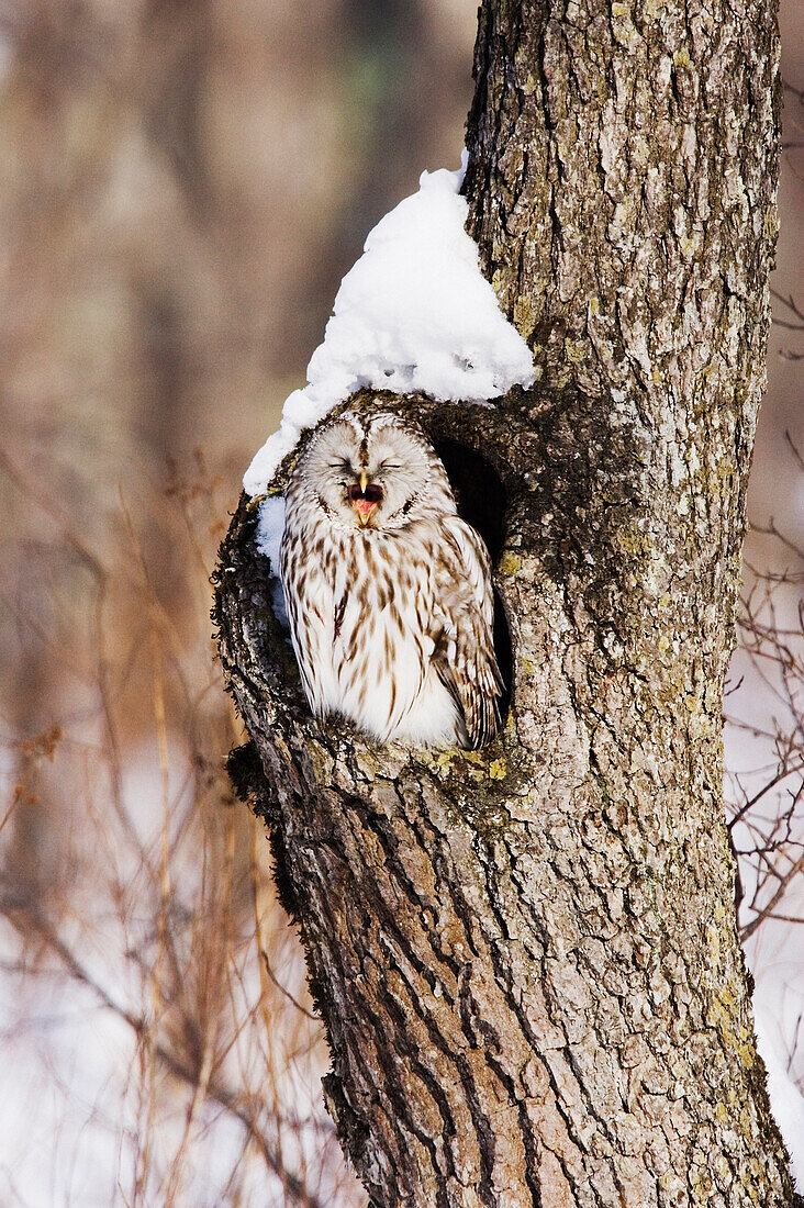 Habichtskauz im Baum