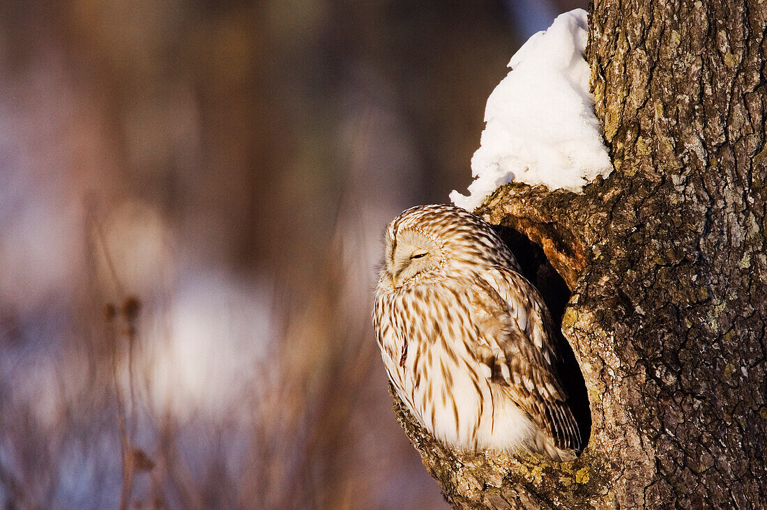 Ural Owl in Tree