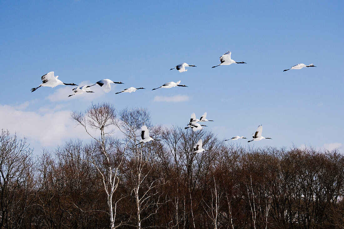 Red-crowned Cranes in Flight