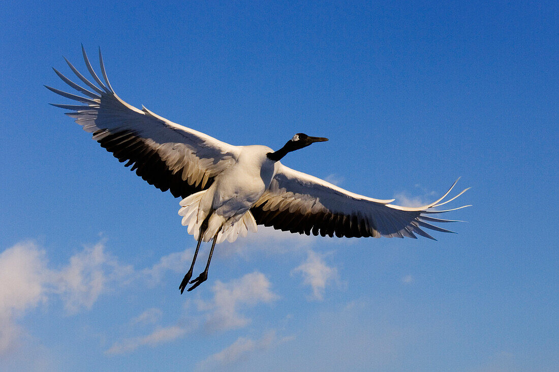 Red-crowned Crane in Flight