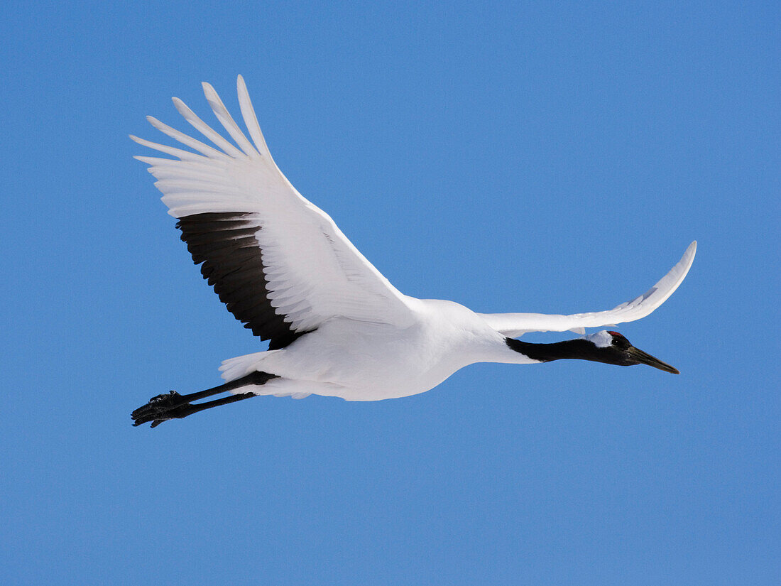 Rotkronenkranich im Flug