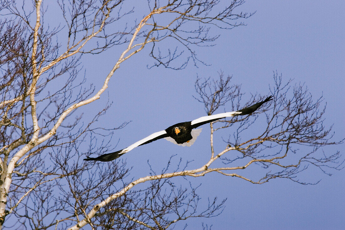 Stellerscher Seeadler,Shiretoko Halbinsel,Hokkaido,Japan