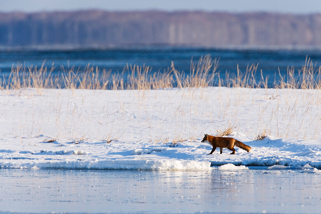 Red Fox Walking on Snow,Shiretoko Peninsula,Hokkaido,Japan