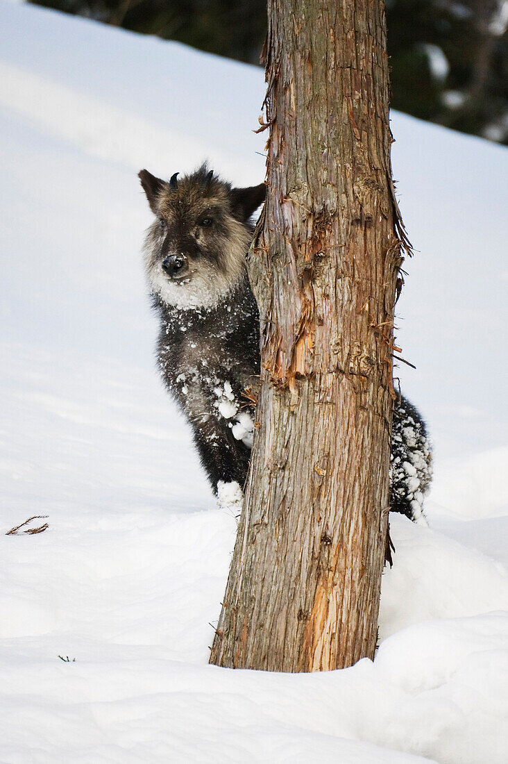 Porträt einer japanischen Serow