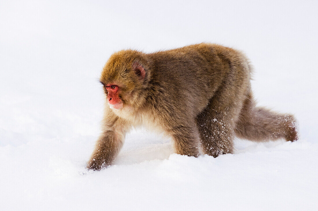 Japanese Macaque Walking in Snow