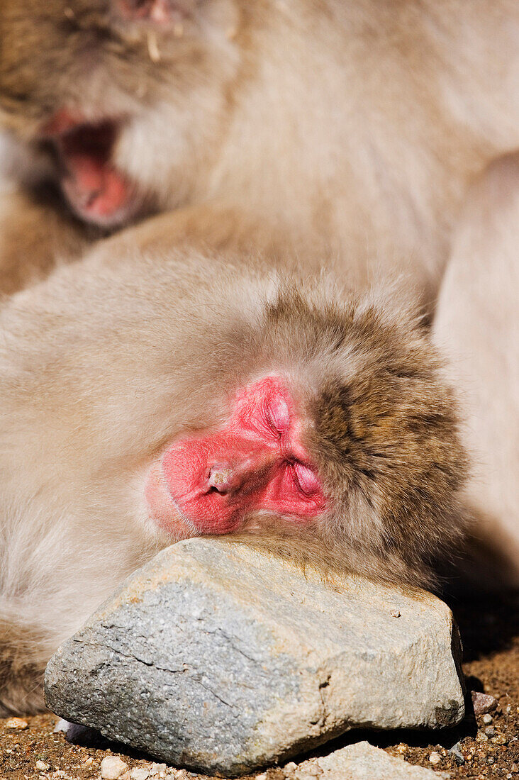 Japanischer Makake schlafend