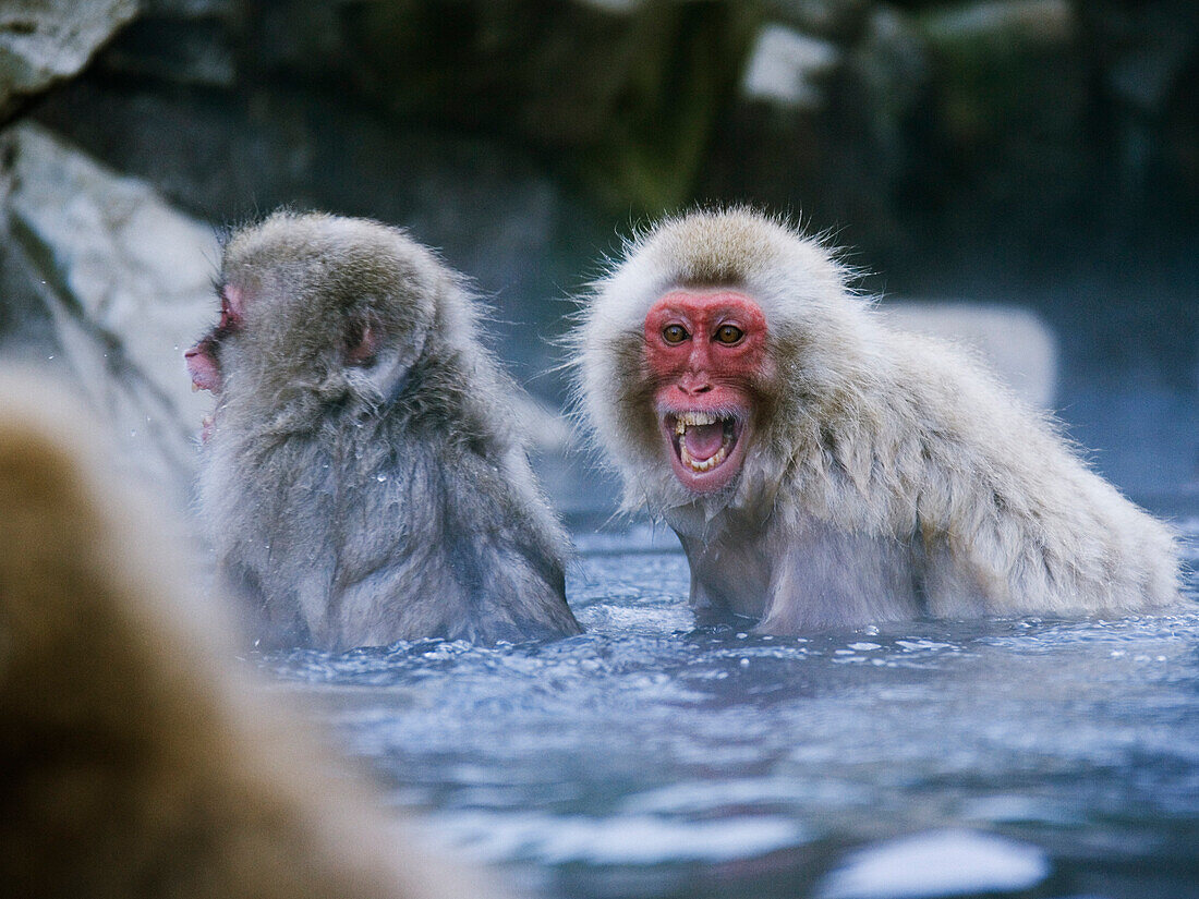 Japanese Macaques Fighting