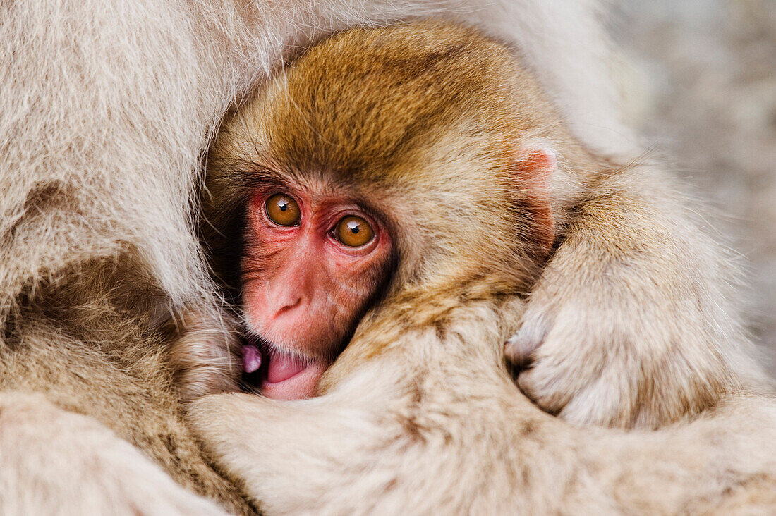 Portrait of Mother and Baby Japanese Macaques