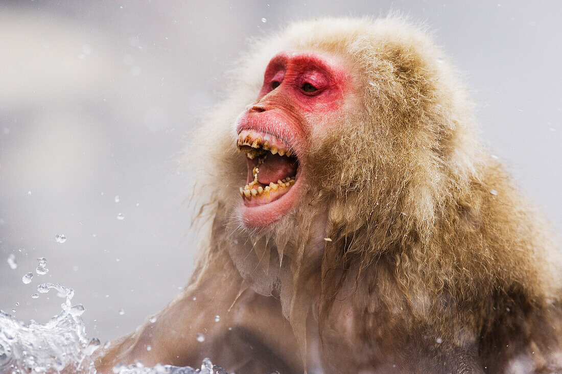 Japanese Macaque Yelling