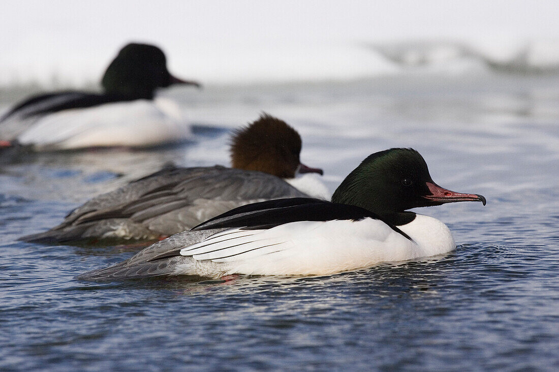 Mergansers,Lake Kussharo,Hokkaido,Japan