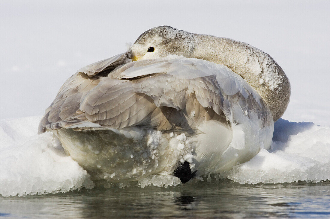 Young Whooper Swan,Lake Kussharo,Hokkaido,Japan