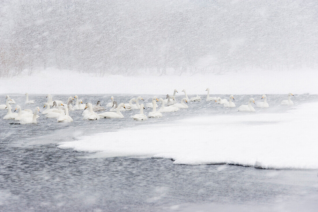 Whooper Swans in Show Storm on Lake Kussharo,Hokkaido,Japan