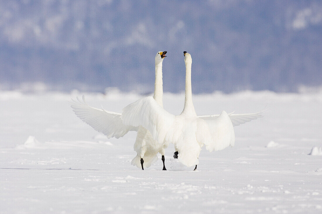 Whooper Swans at Lake Kussharo,Hokkaido,Japan