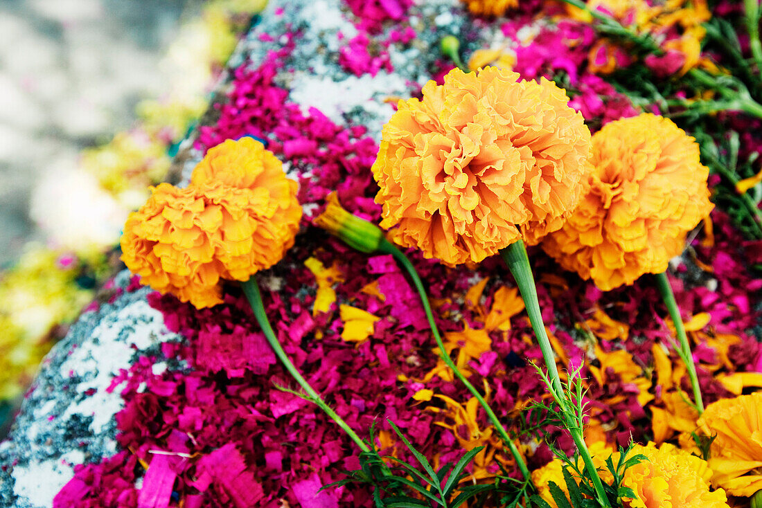 Nahaufnahme von Blumen und gefärbten Holzspänen auf einem Grab, San Miguel de Allende, Mexiko