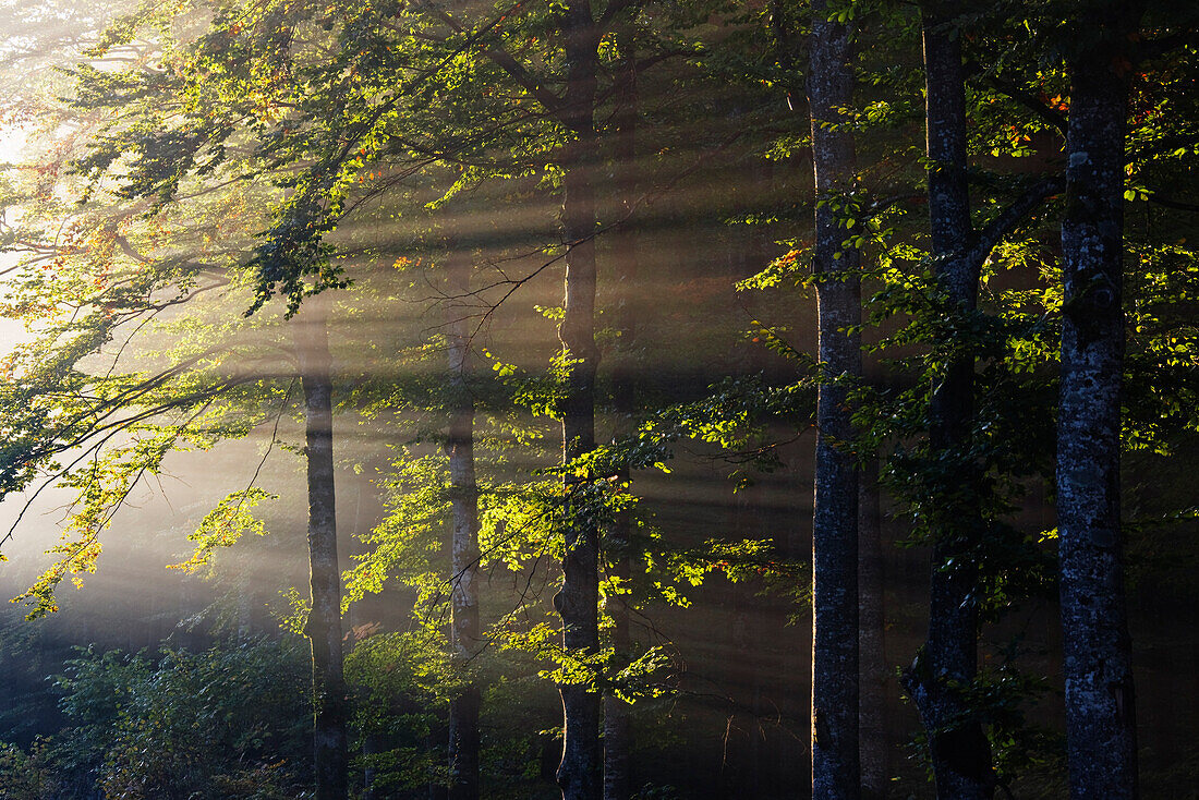 Plitvice Lakes National Park,Croatia