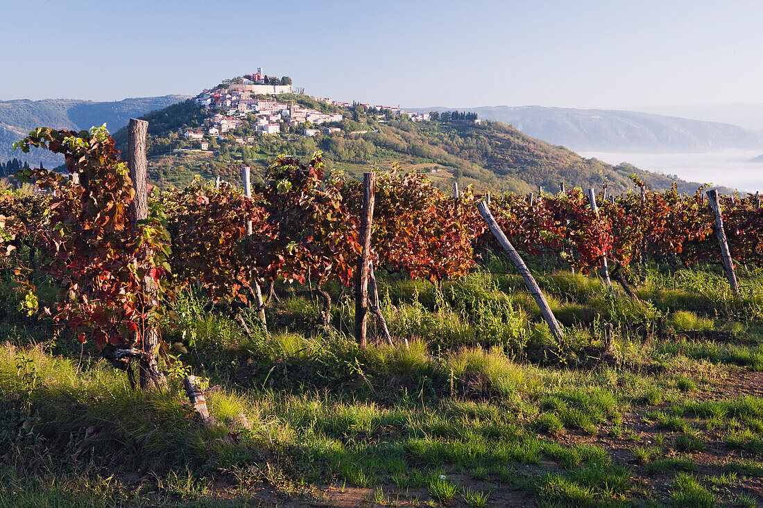 Vineyard in Motovun,Istria,Croatia