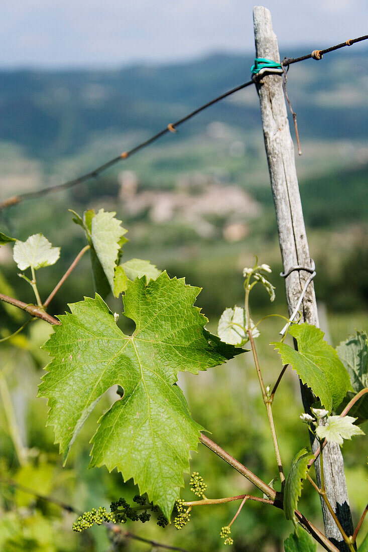 Weinrebe,Montefioralle,Chianti,Toskana,Italien