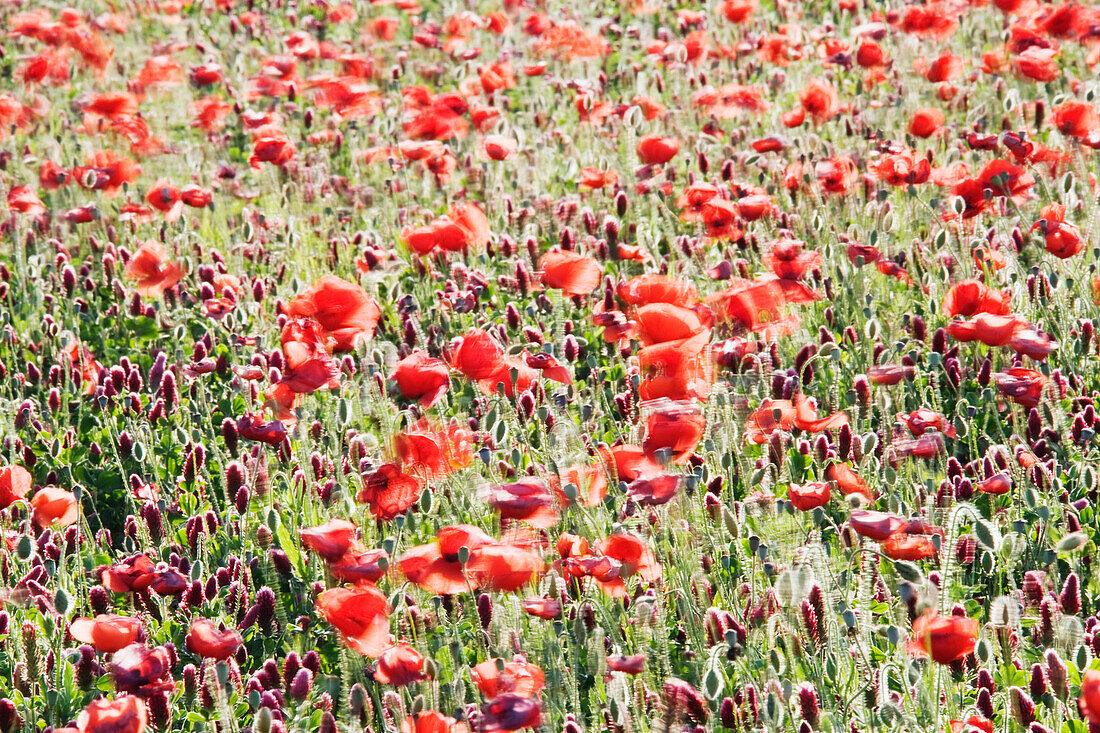 Field of Poppies,Tuscany,Italy