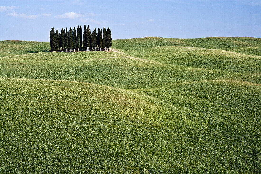 Grove of Cypress Trees,Val d'Orcia,Tuscany,Italy