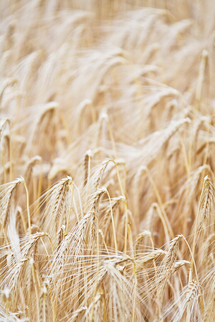 Close-Up of Wheat