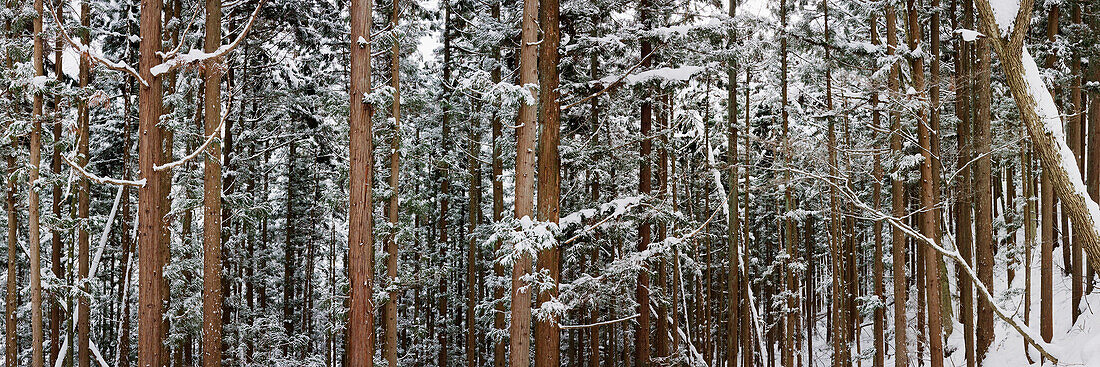 Snow-Covered Pine forest,Jigokudani Onsen,Nagano,Japan