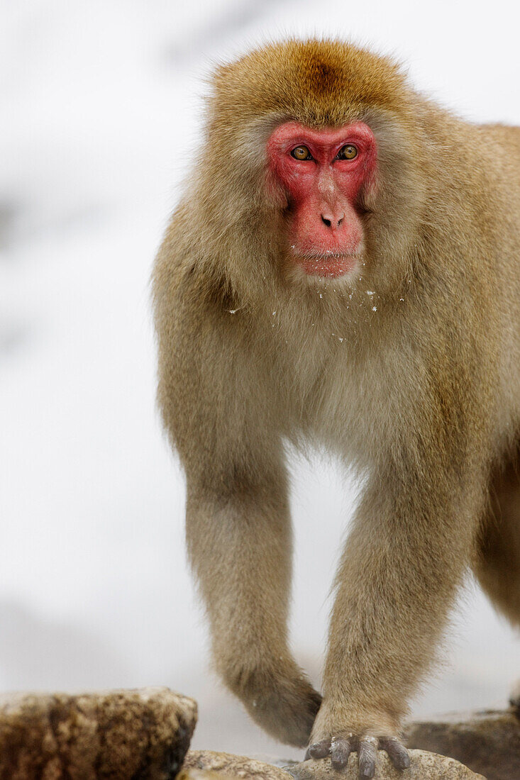 Close-up of Japanese Macaque,Jigokudani Onsen,Nagano,Japan