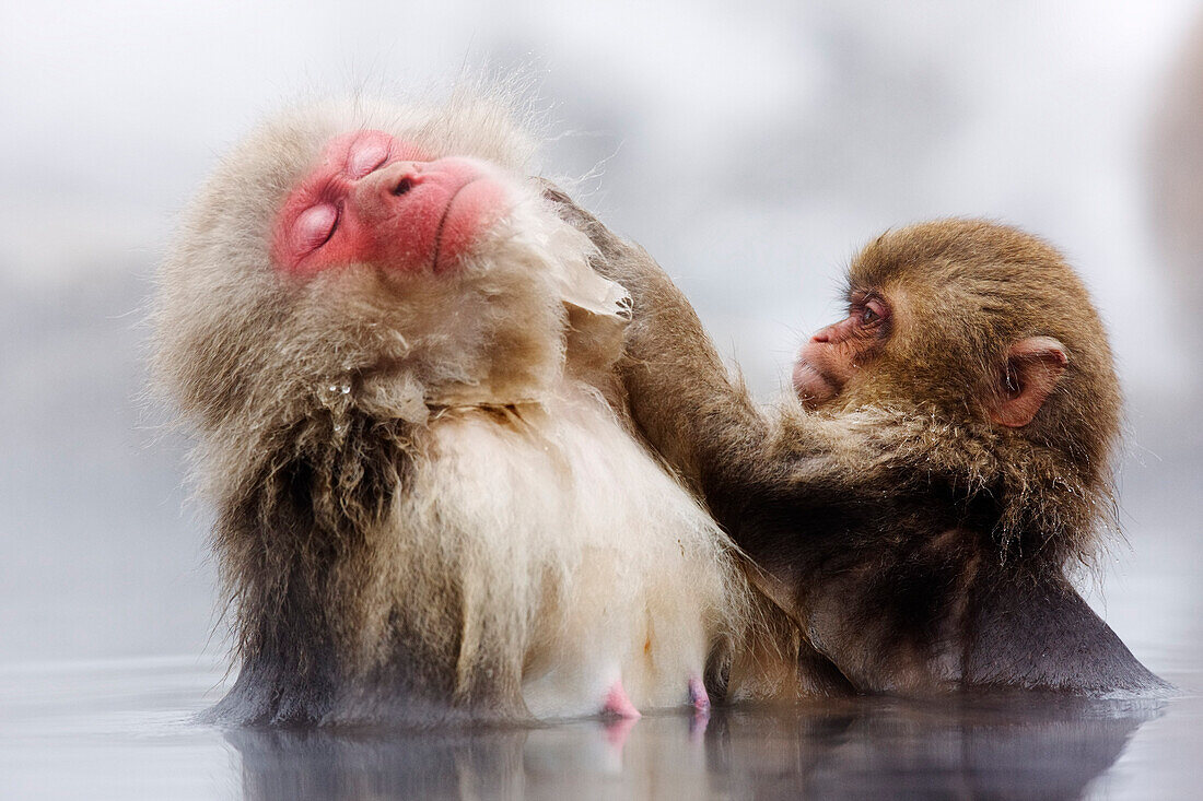 Japanese Macaques Grooming,Jigokudani Onsen,Nagano,Japan