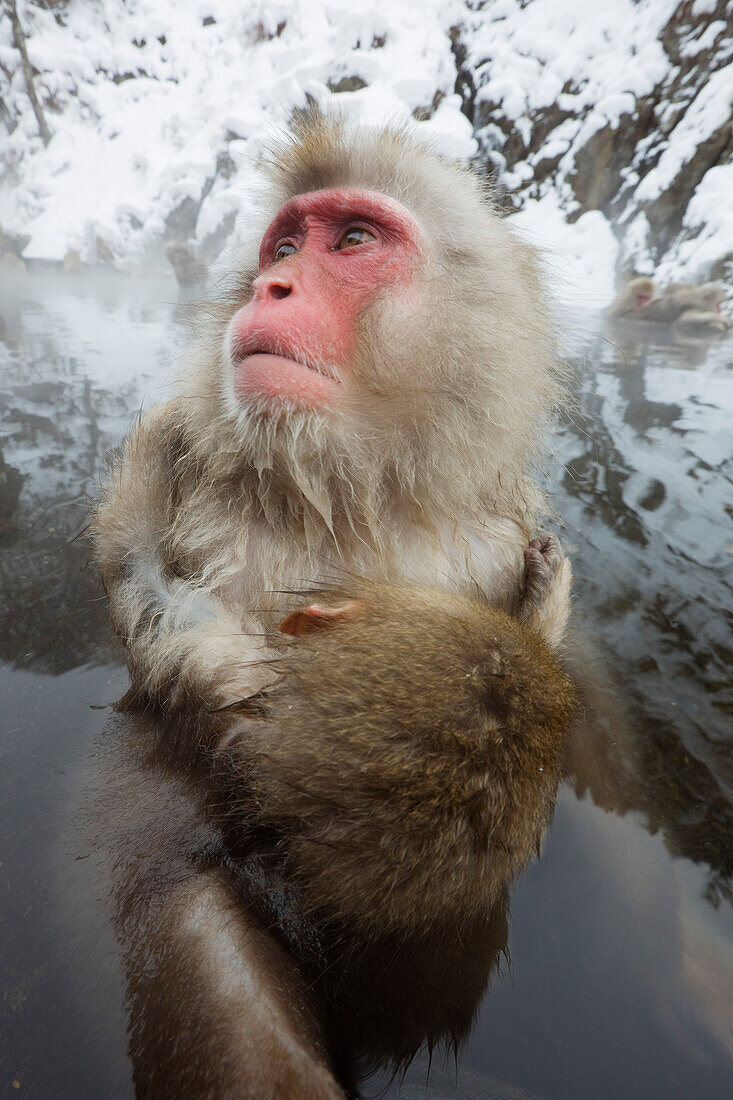 Mutter und junge Japanmakaken in Jigokudani Onsen,Nagano,Japan