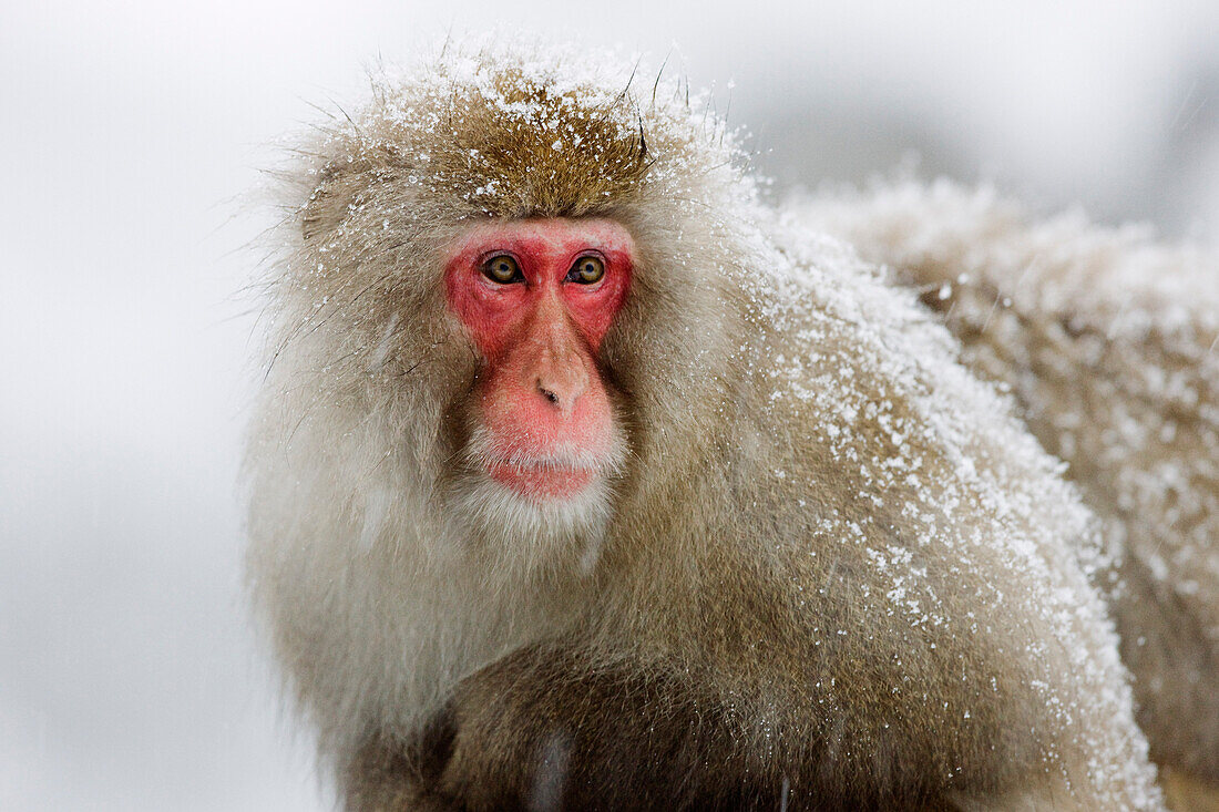 Portrait of Japanese Macaque,Jigokudani Onsen,Nagano,Japan