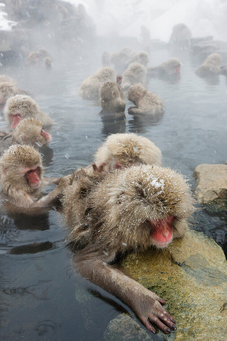 Japanische Makaken im Jigokudani Onsen,Nagano,Japan