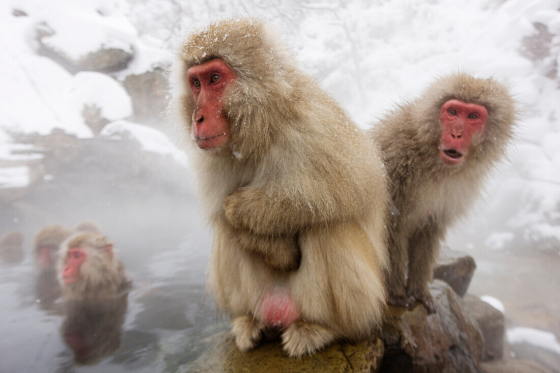 Japanische Makaken in Jigokudani Onsen,Nagano,Japan